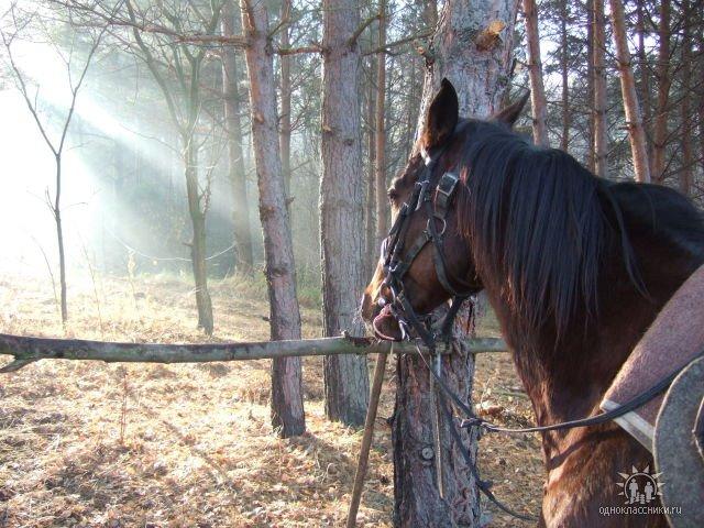 Балико-Щучинка з panoramio.com - Балыко-Щучинка