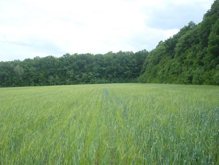 Ставчани з panoramio.com - Ставчаны