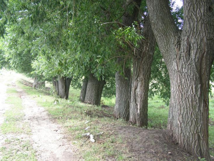 Росоховата з panoramio.com - Росоховата