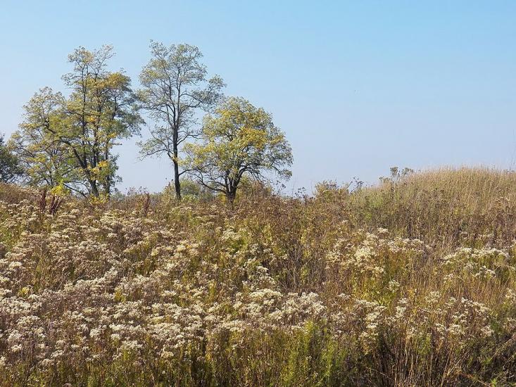 Кринична з panoramio.com - Кринична