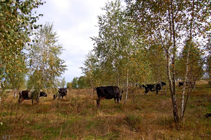 Велика Ведмежка з panoramio.com - Великая Ведмежка