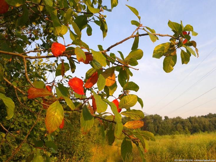 Бурківка з panoramio.com - Бурківка