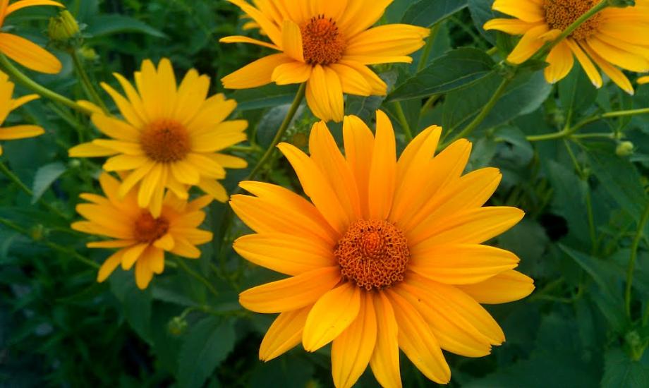 Пантелеймонівка з panoramio.com - Пантелеймонівка