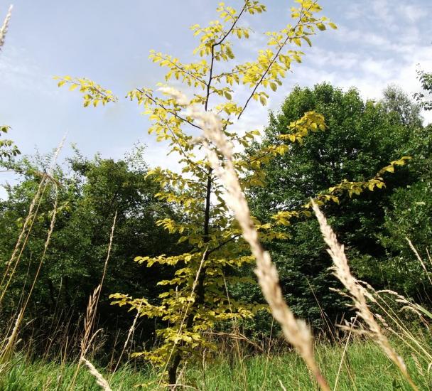 Ворочово з panoramio.com - Ворочово