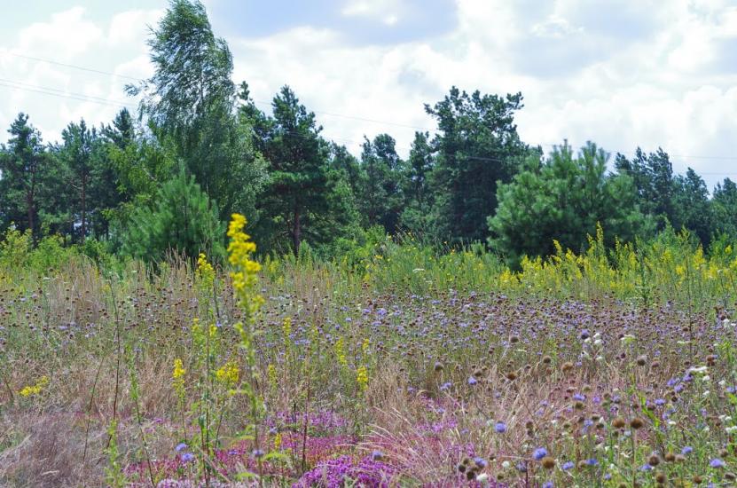 Дубровиця з panoramio.com - Дубровица