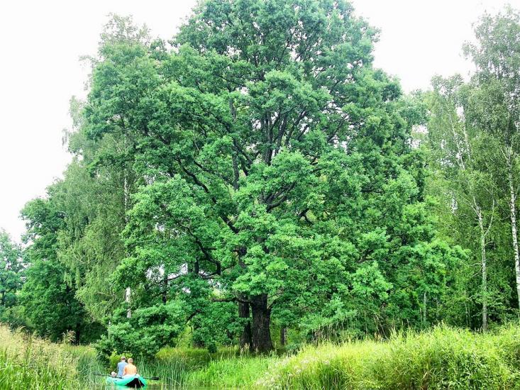 Горщик з panoramio.com - Горщик