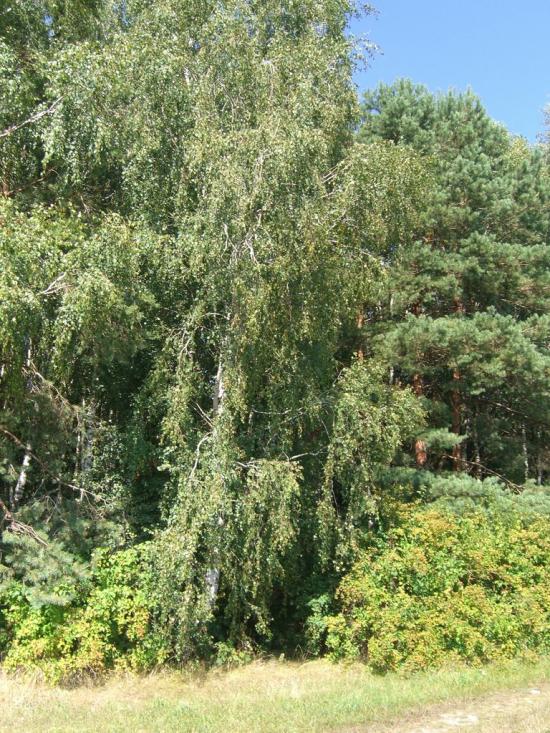 Вівчицьк з panoramio.com - Вівчицьк