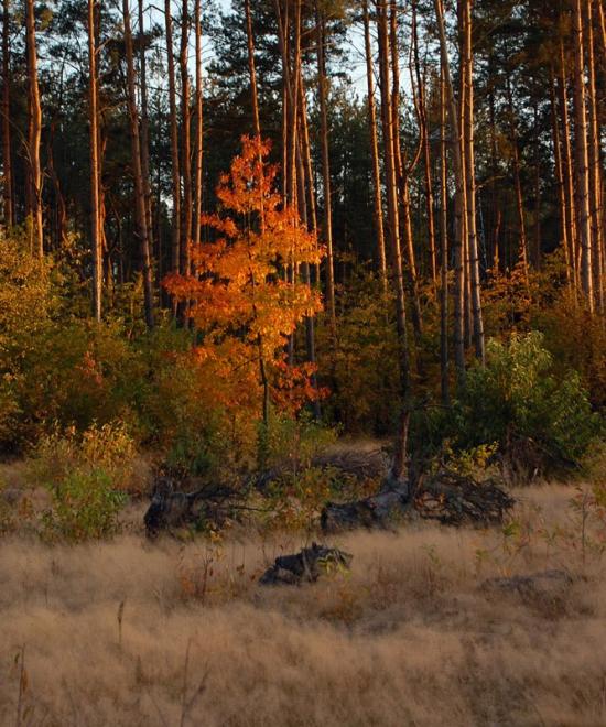 Перешпа з panoramio.com - Перешпа