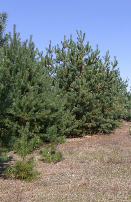 Вівчицьк з panoramio.com - Вовчицк