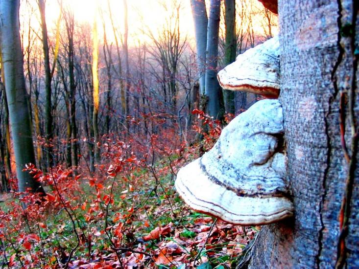 Демня з panoramio.com - Демня