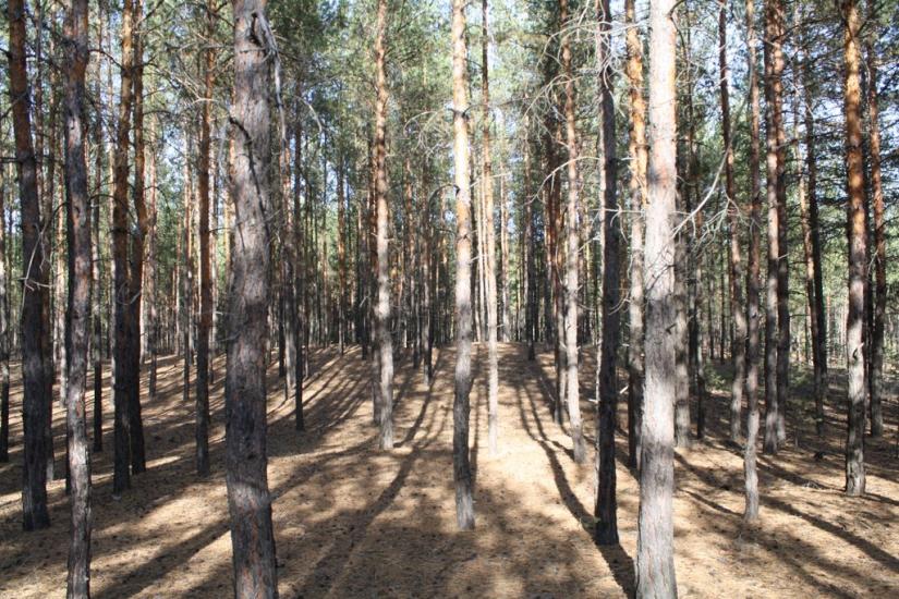 Чугуїв з panoramio.com - Чугуев