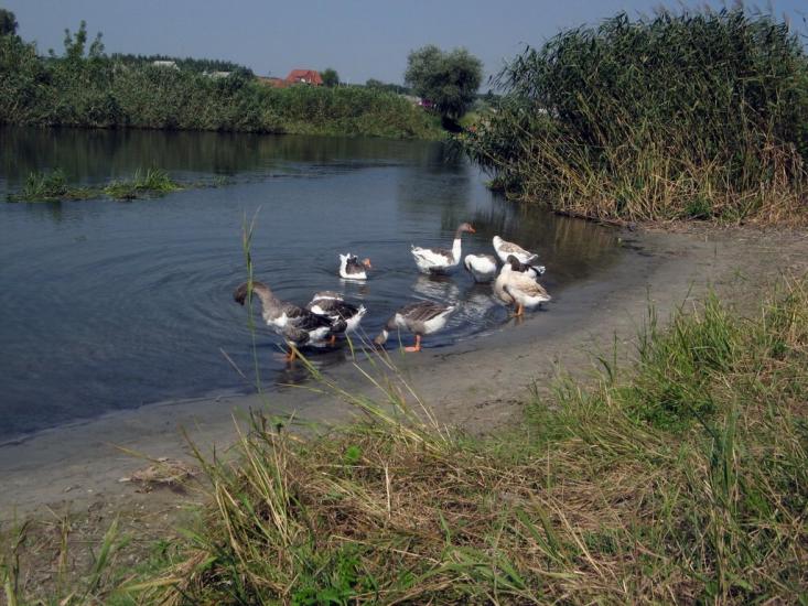 Черкаський Бишкин з panoramio.com - Черкаський Бишкин