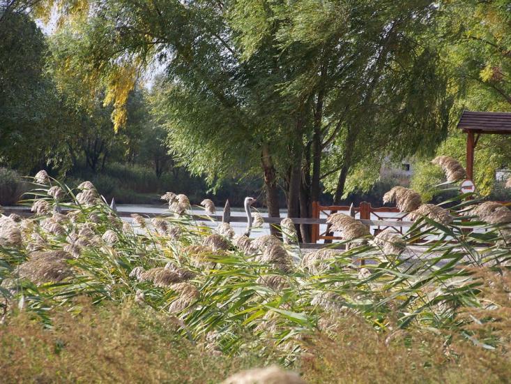 Червона Слобода з panoramio.com - Червона Слобода