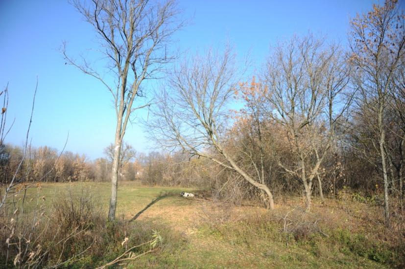 Нова Оржиця з panoramio.com - Новая Оржица