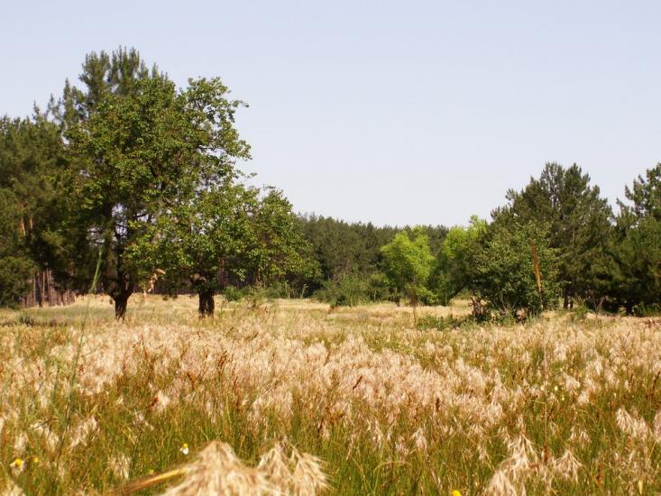 Баловне з panoramio.com - Баловное