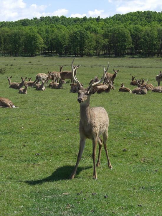 Нанково з panoramio.com - Нанково