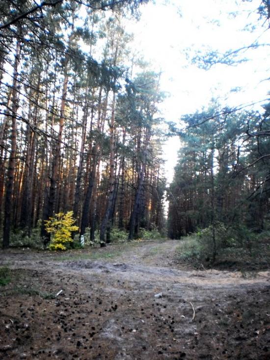 Стара Гнилиця з panoramio.com - Старая Гнилица