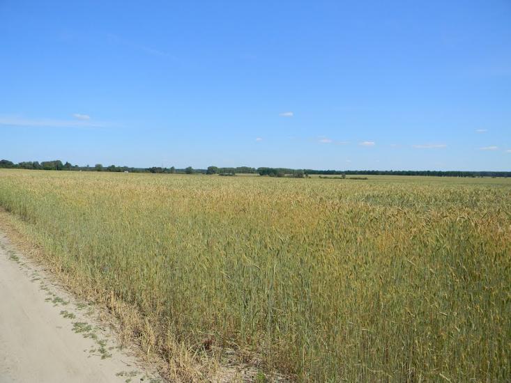 Городня з panoramio.com - Городня