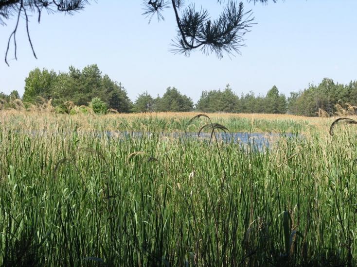 Ліпляве з panoramio.com - Лепляво