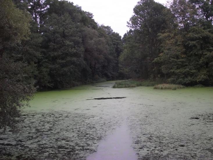 Космачів з panoramio.com - Космачів