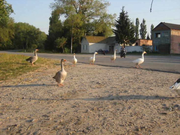 Великі Калетинці з panoramio.com - Великі Калетинці