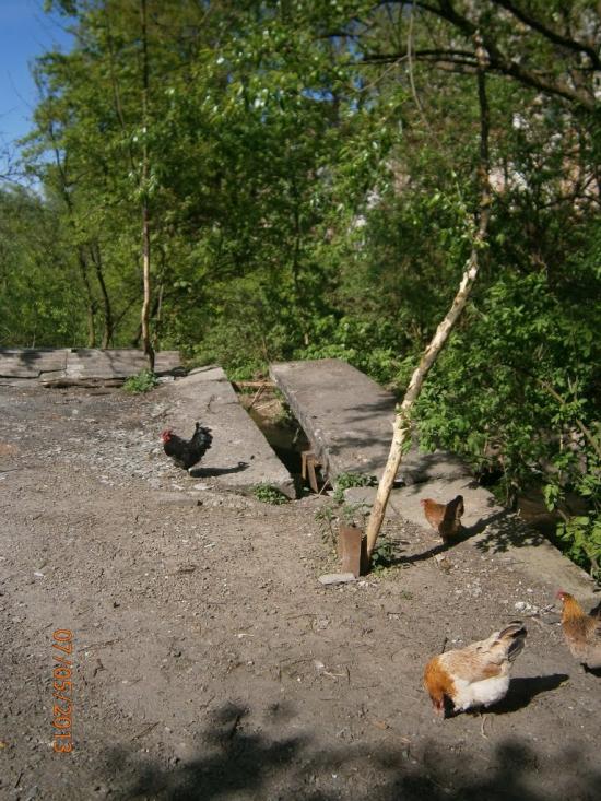 Розділ з panoramio.com - Роздол