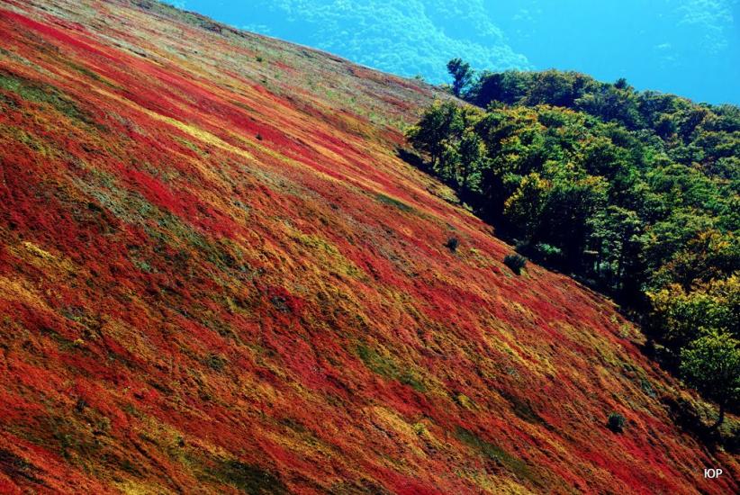 Вовчий з panoramio.com - Vovchyy