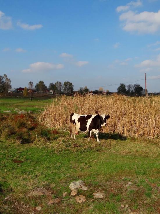 Іванів з panoramio.com - Иванов