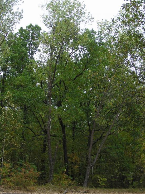 Горщик з panoramio.com - Горщик