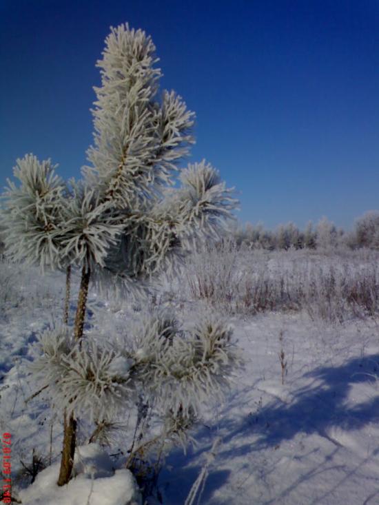 Кустолові Кущі з panoramio.com - Кустолові Кущі