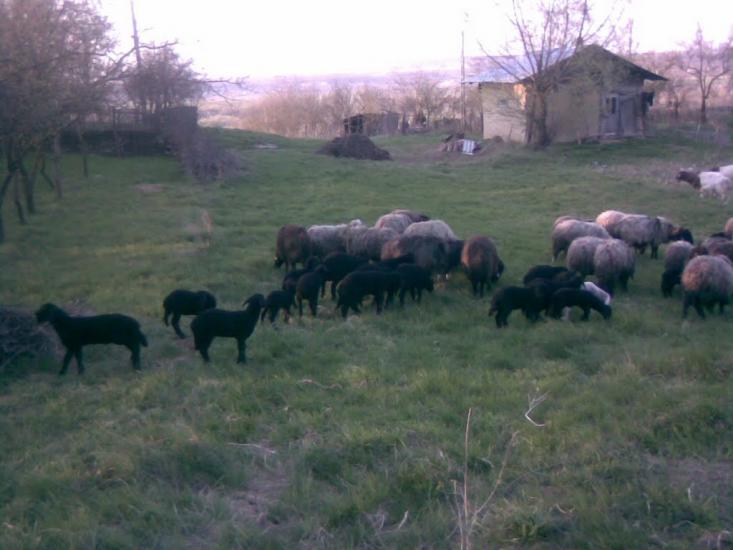 Подвір'ївка з panoramio.com - Подворьевка