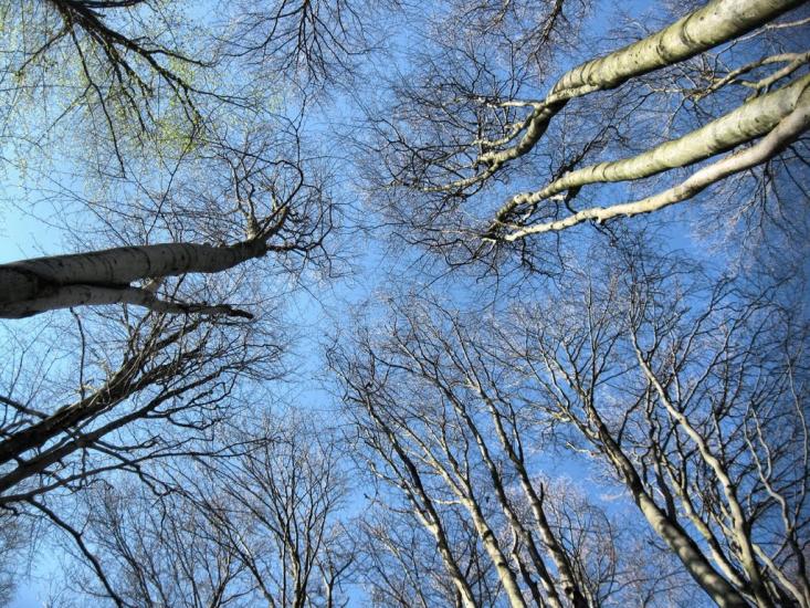 Старі Бросківці з panoramio.com - Старые Бросковцы