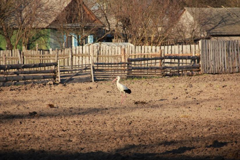 Лебедівка з panoramio.com - Lebedivka