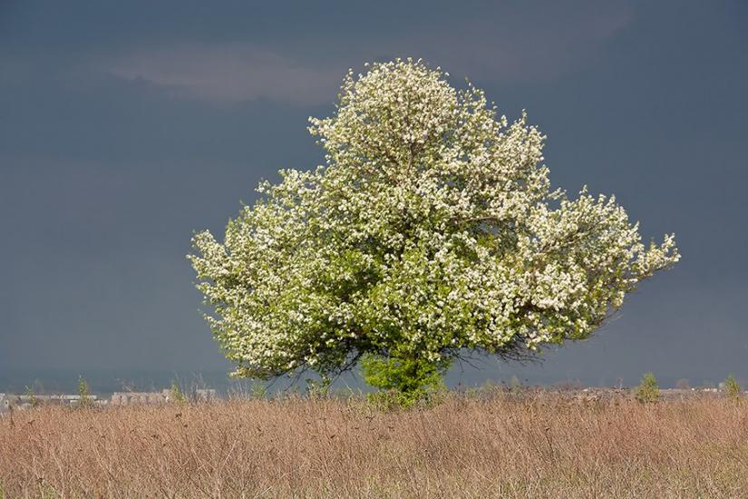 Чечелеве з panoramio.com - Чечелеве