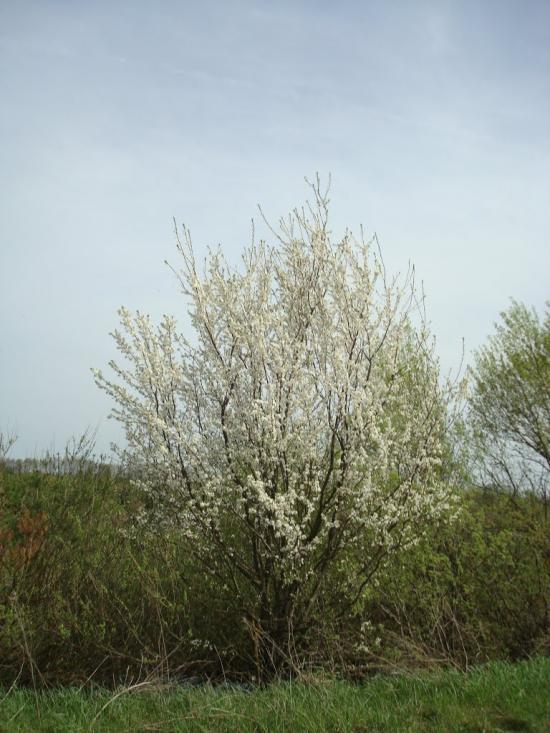 Голоби з panoramio.com - Голоби