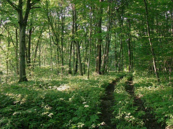 Кринцілів з panoramio.com - Кринцілів