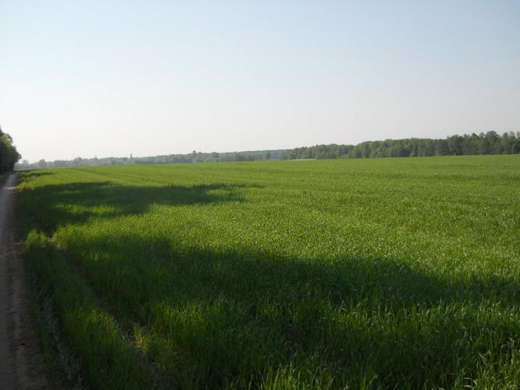 Кошляки з panoramio.com - Кошляки