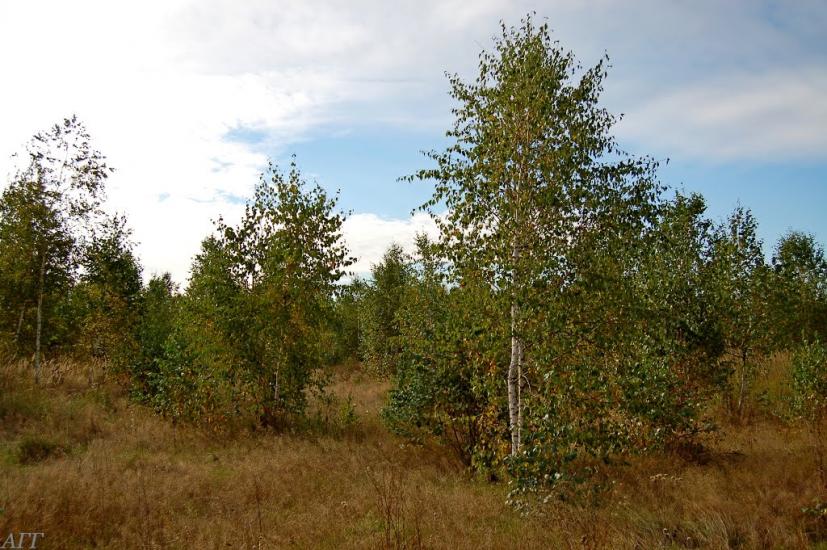 Велика Ведмежка з panoramio.com - Великая Ведмежка