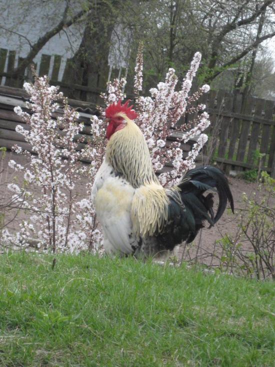 Підлісне з panoramio.com - Підлісне