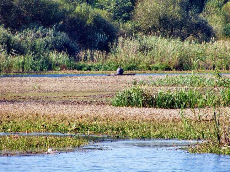 Дігтярі з panoramio.com - Digtyari