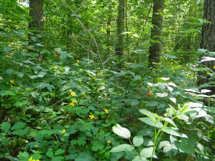Городня з panoramio.com - Городня