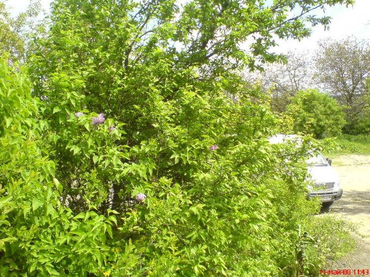 Козацьке з panoramio.com - Казацкое