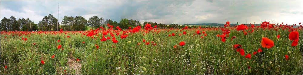 Сирень з panoramio.com - Сирень