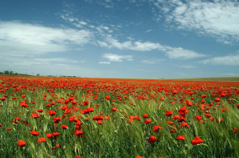 Сирень з panoramio.com - Сирень