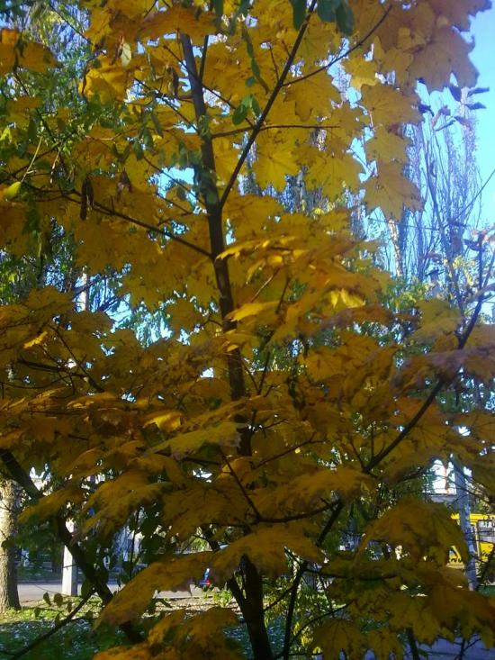 Жовтневе з panoramio.com - Жовтневе