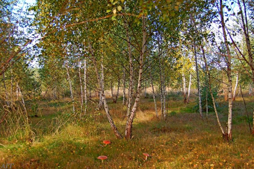 Велика Ведмежка з panoramio.com - Великая Ведмежка