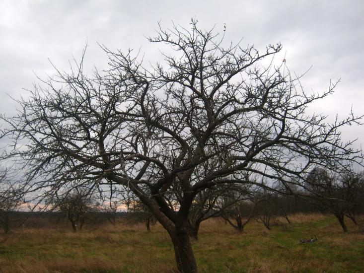 Радехів з panoramio.com - Радехов