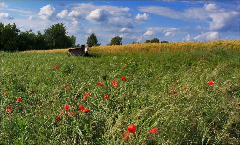 Гульськ з panoramio.com - Гульск