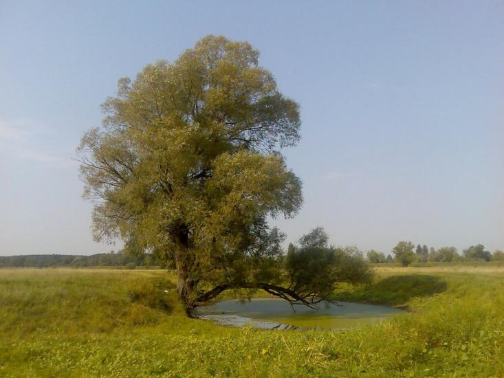 Жукин з panoramio.com - Zhukyn
