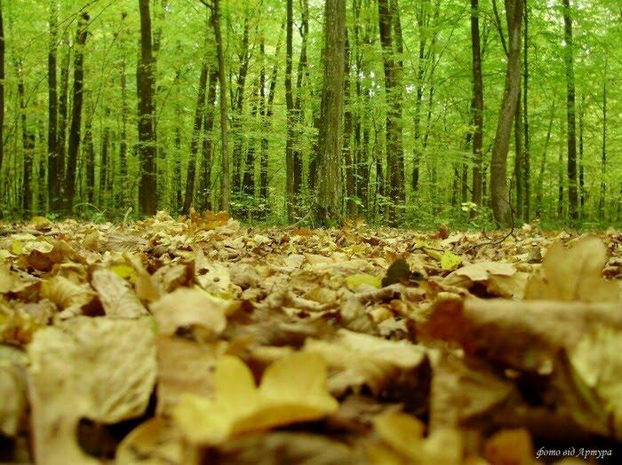 Звози з panoramio.com - Звозы